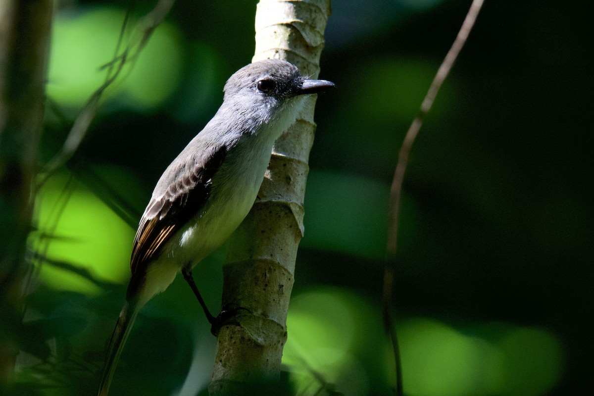 Lesser Antillean Flycatcher - ML642117430