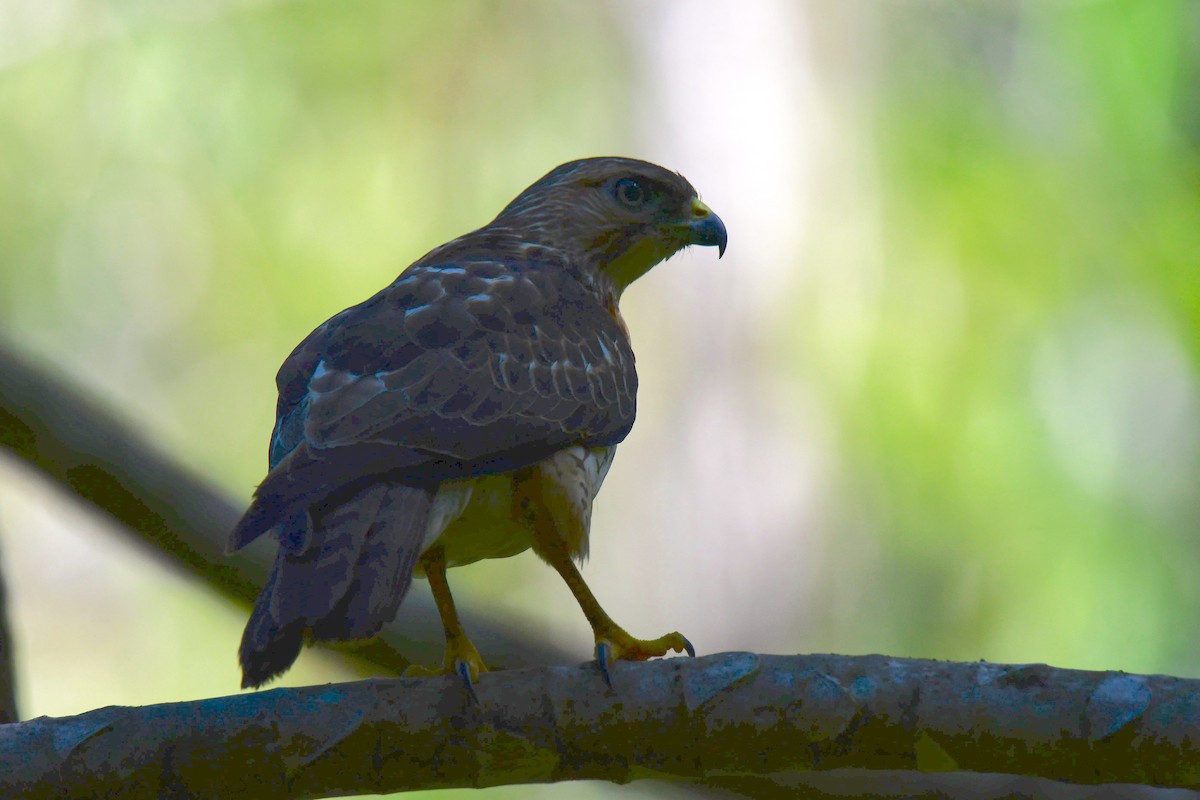Broad-winged Hawk - ML642117434