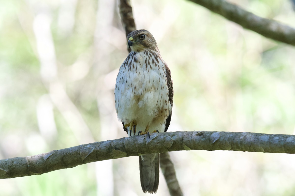 Broad-winged Hawk - ML642117435