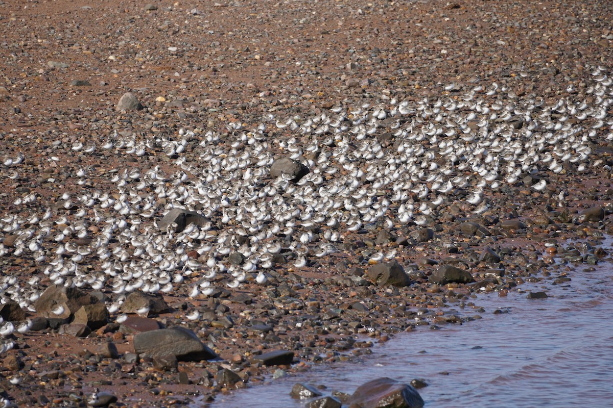 Sandstrandläufer - ML642117436