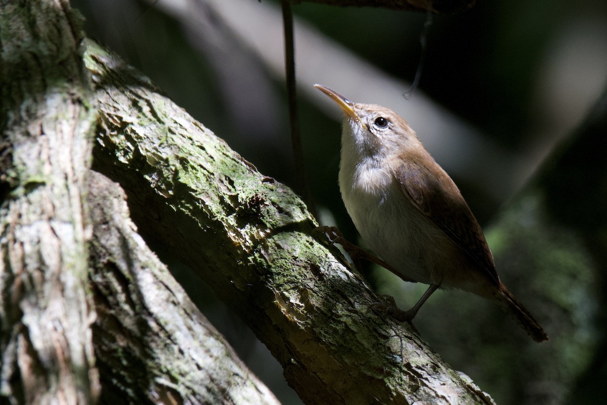 St. Lucia Wren - ML642117445