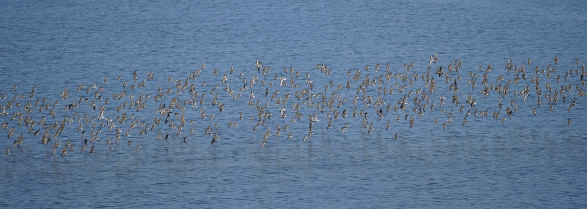 Sandstrandläufer - ML642117448