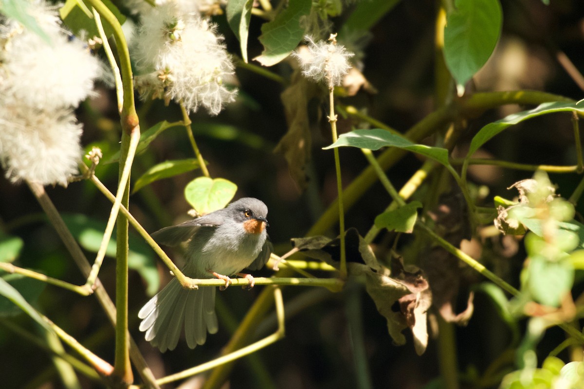 Chestnut-throated Apalis - ML642117449