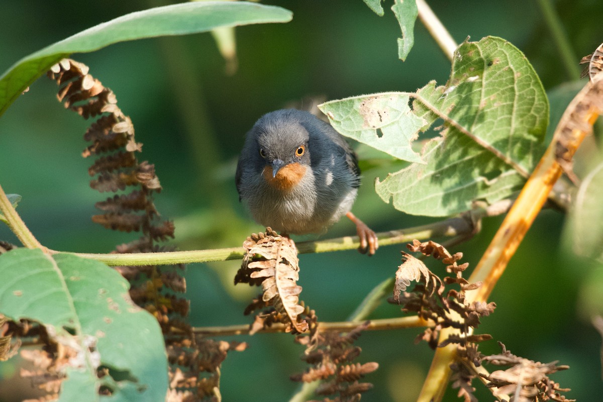 Chestnut-throated Apalis - ML642117450
