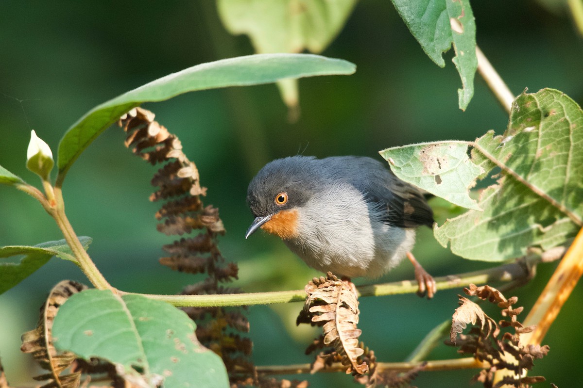 Chestnut-throated Apalis - ML642117451