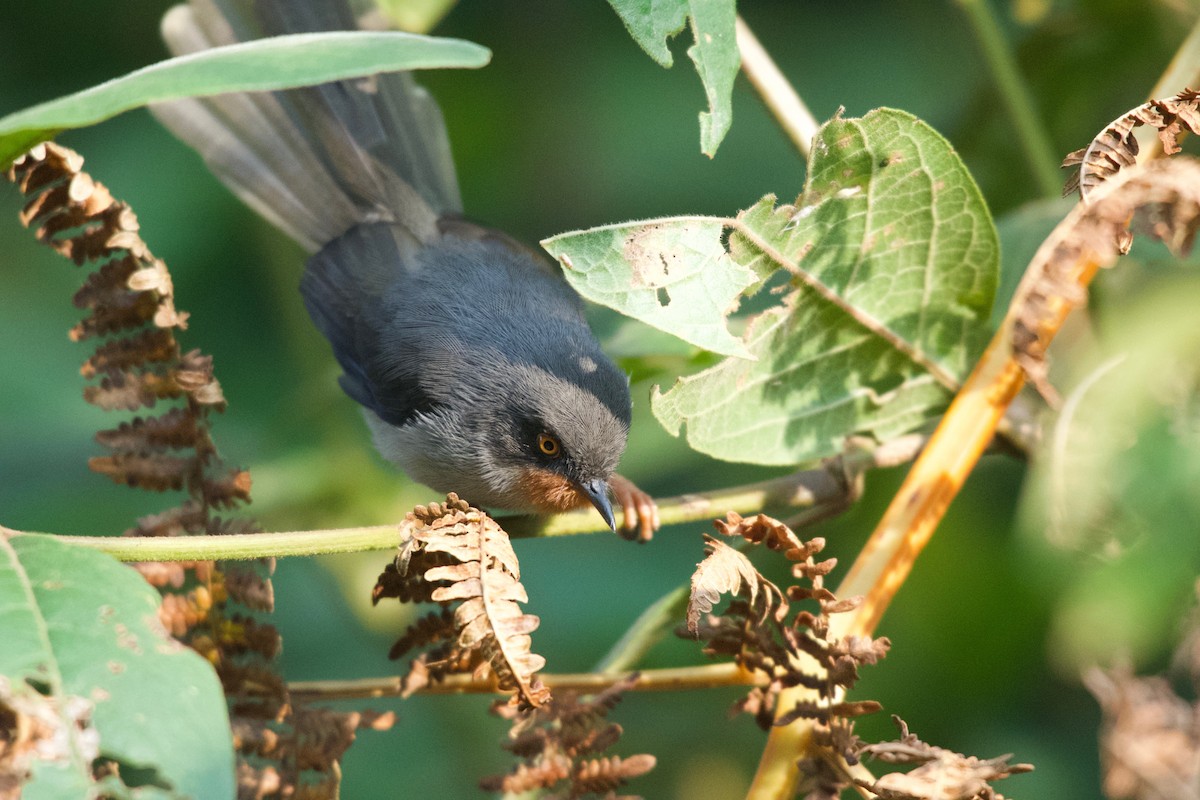 Chestnut-throated Apalis - ML642117452