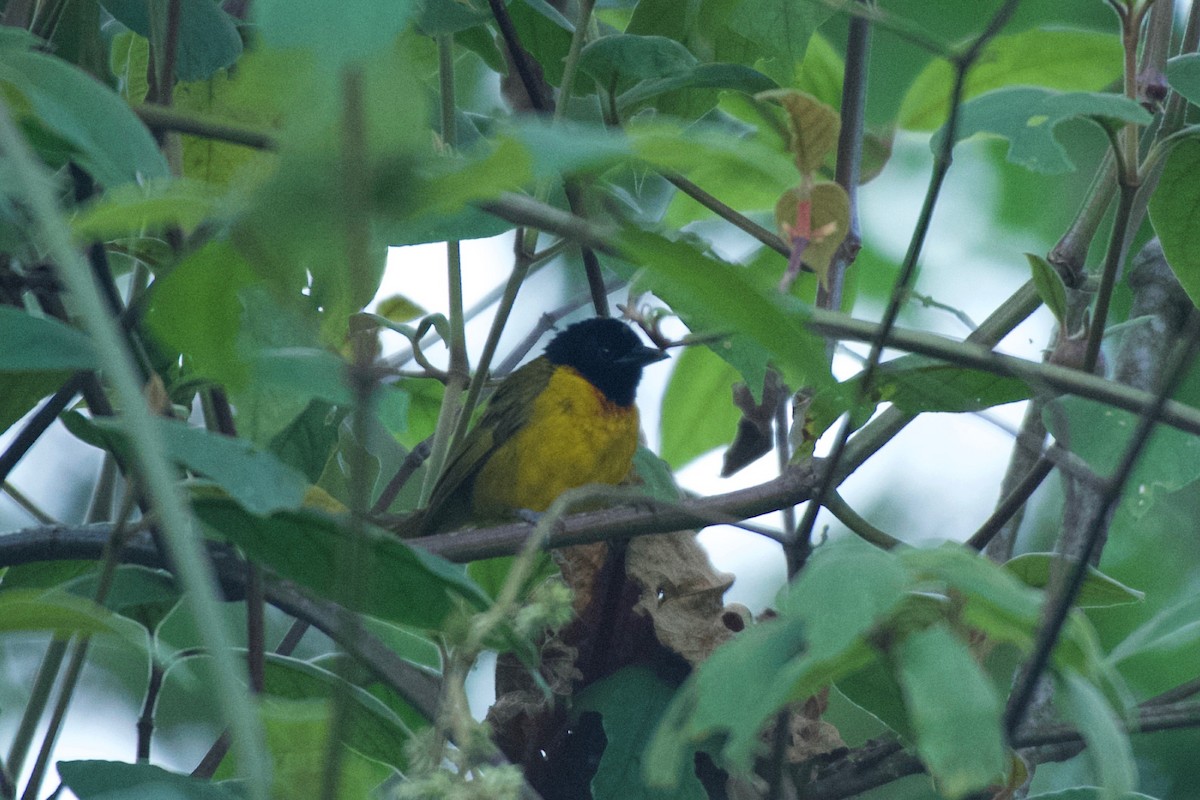 Strange Weaver - ML642117459