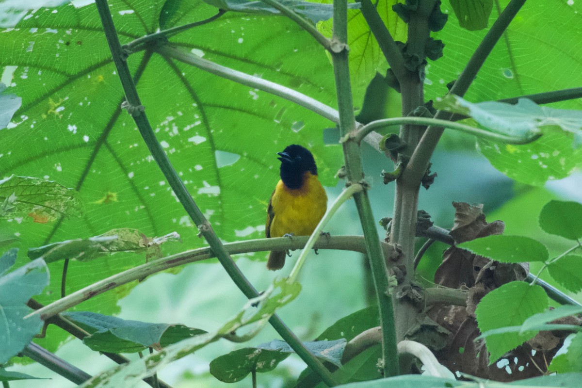 Strange Weaver - ML642117460