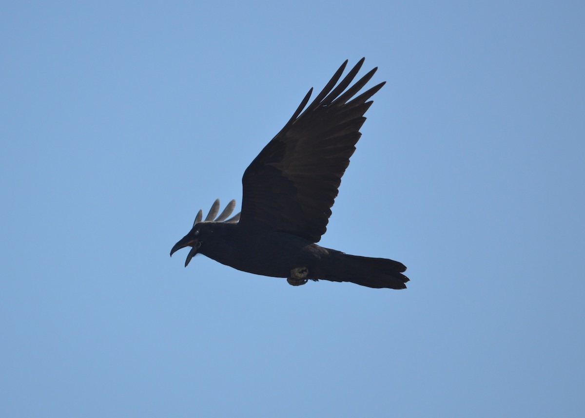 Common Raven - ML642117461