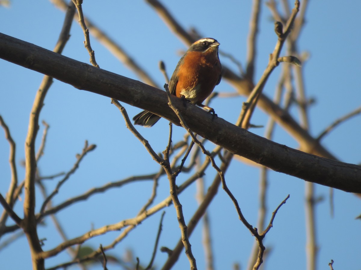 Black-and-rufous Warbling Finch - ML642117462