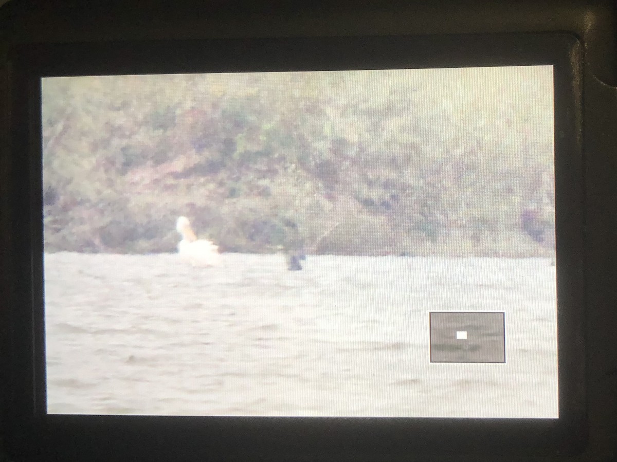 Dalmatian Pelican - ML642117463