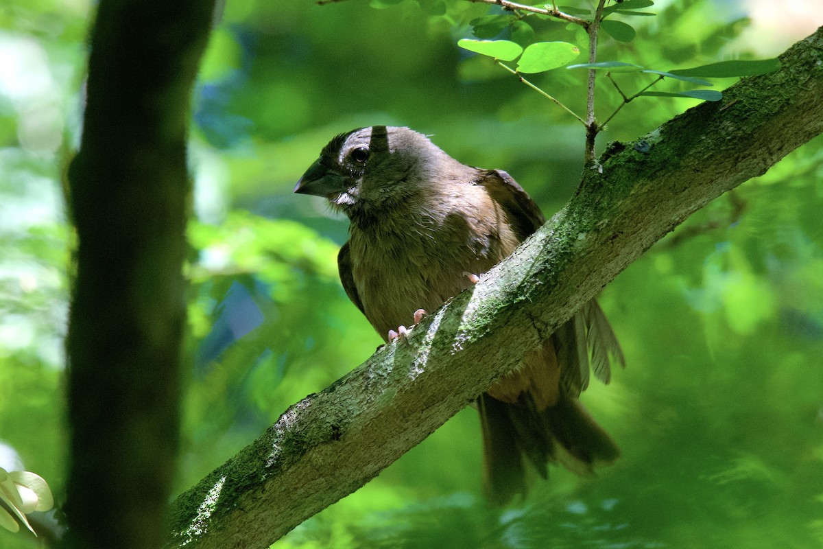 St. Lucia Black Finch - ML642117469