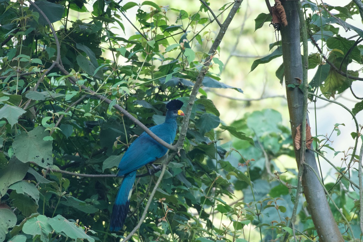 Great Blue Turaco - ML642117470