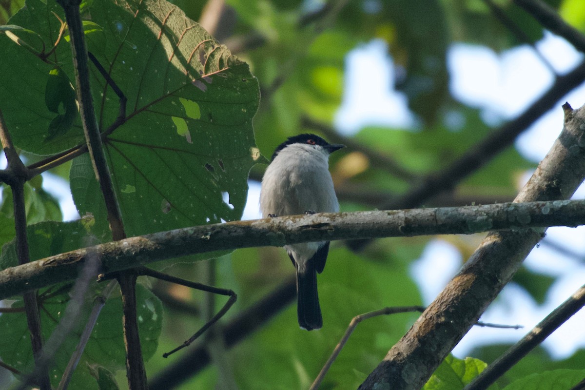 Northern Puffback - ML642117481