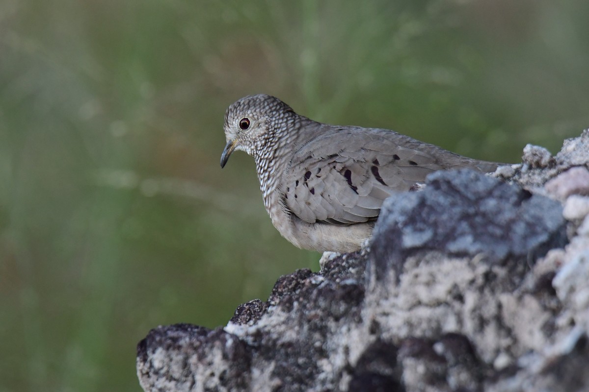 Common Ground Dove - ML642117489