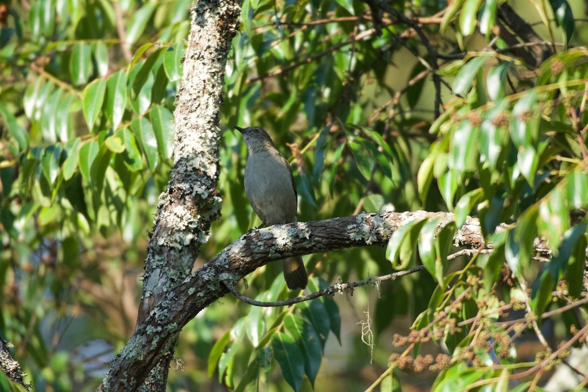 Slender-billed Greenbul - ML642117494