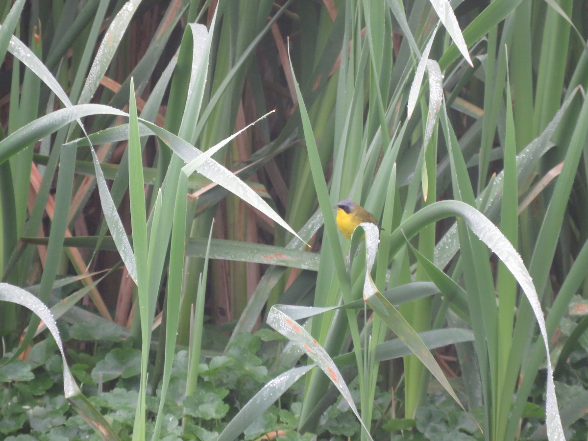 Paruline voilée - ML642117510