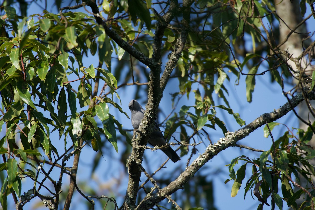 Gray Cuckooshrike - ML642117532