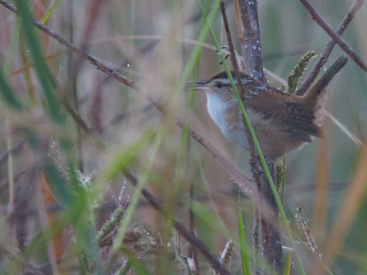 Marsh Wren - ML642117540