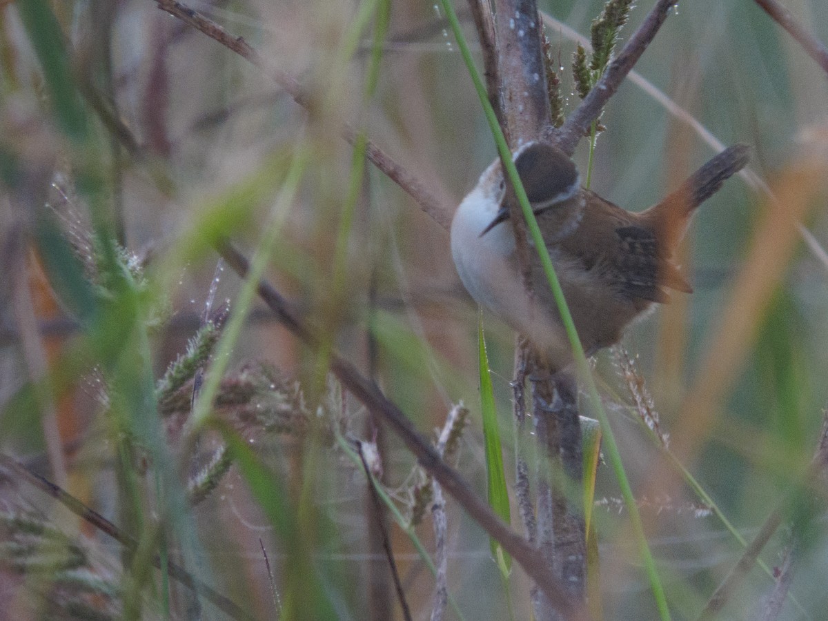 Marsh Wren - ML642117547
