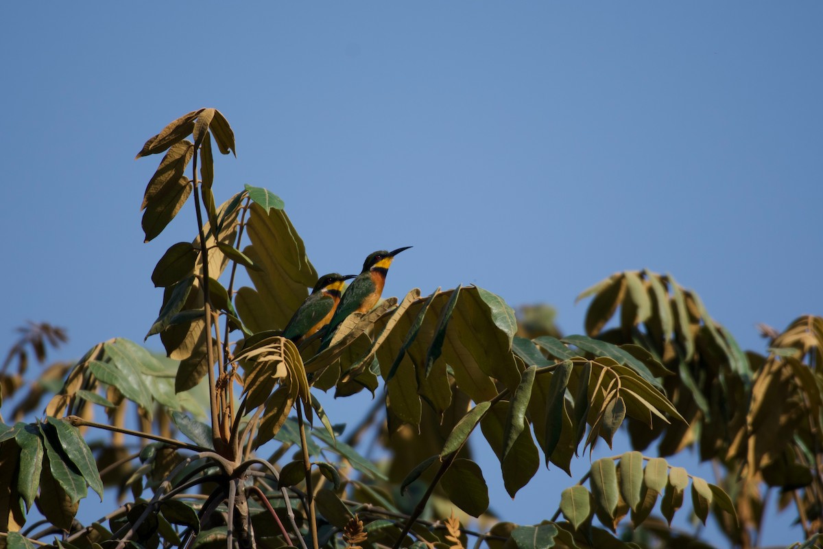 Cinnamon-chested Bee-eater - ML642117554