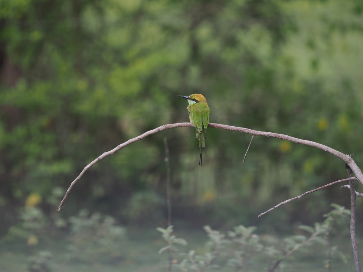 Asian Green Bee-eater - ML642117558