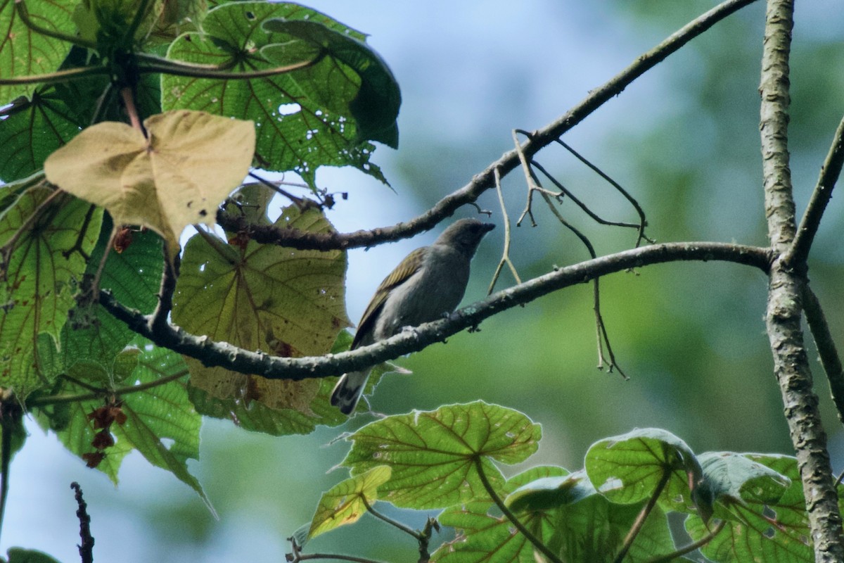 Least Honeyguide - ML642117559