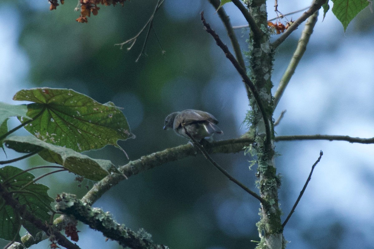 Least Honeyguide - ML642117560