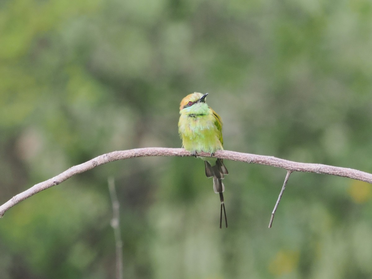 Asian Green Bee-eater - ML642117573