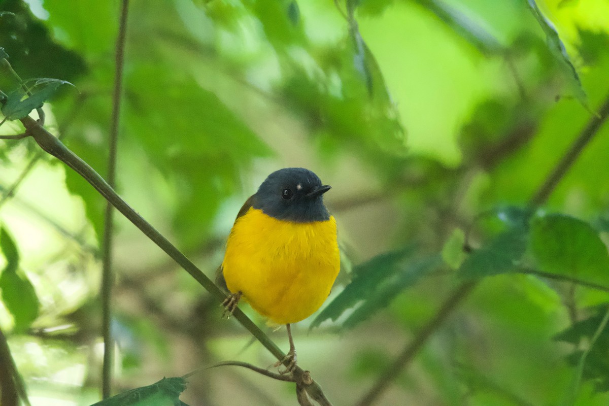 White-starred Robin - ML642117581