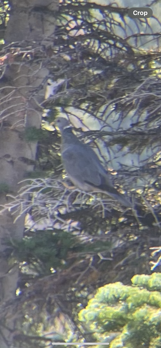 Band-tailed Pigeon - ML642117586