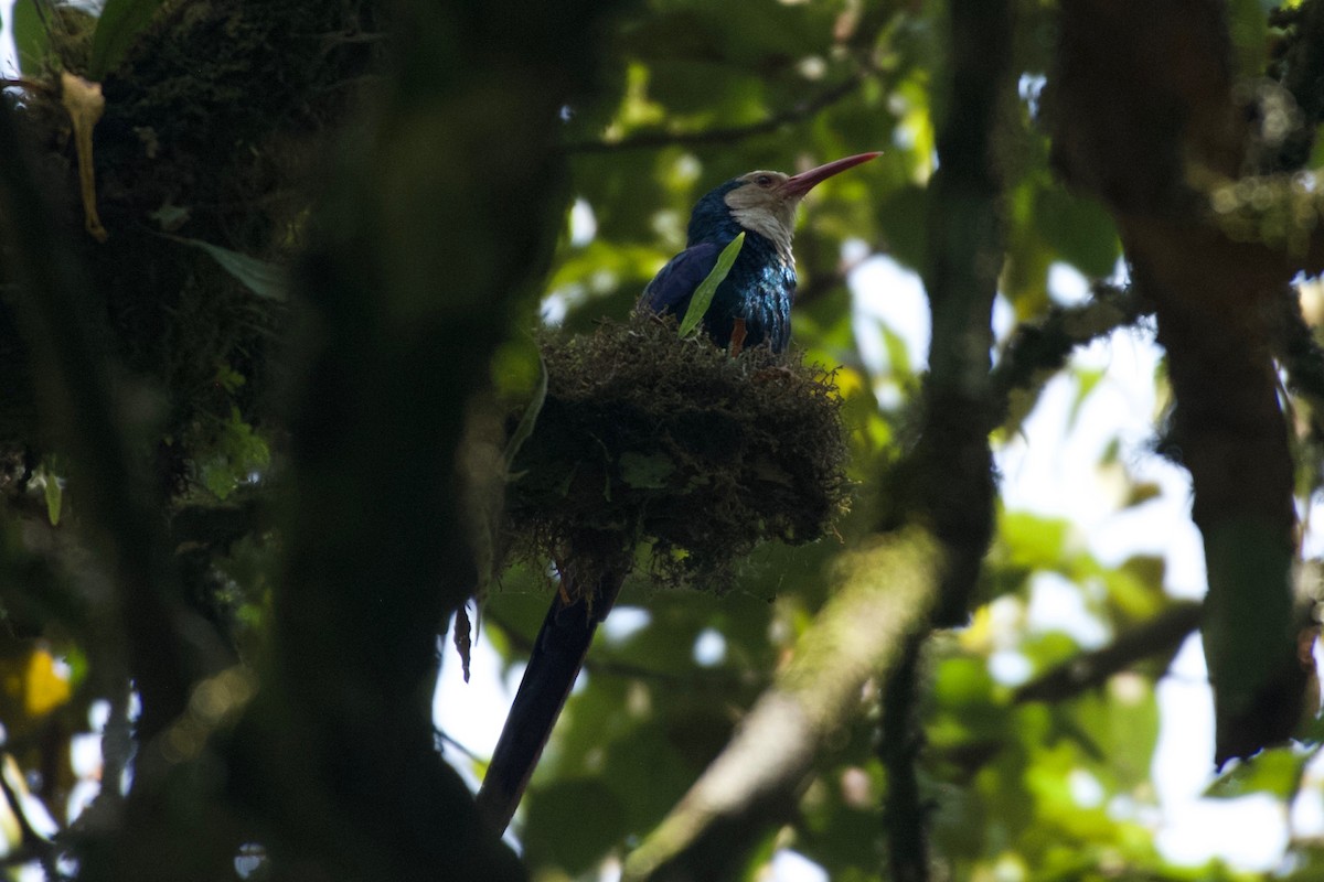 White-headed Woodhoopoe - ML642117596