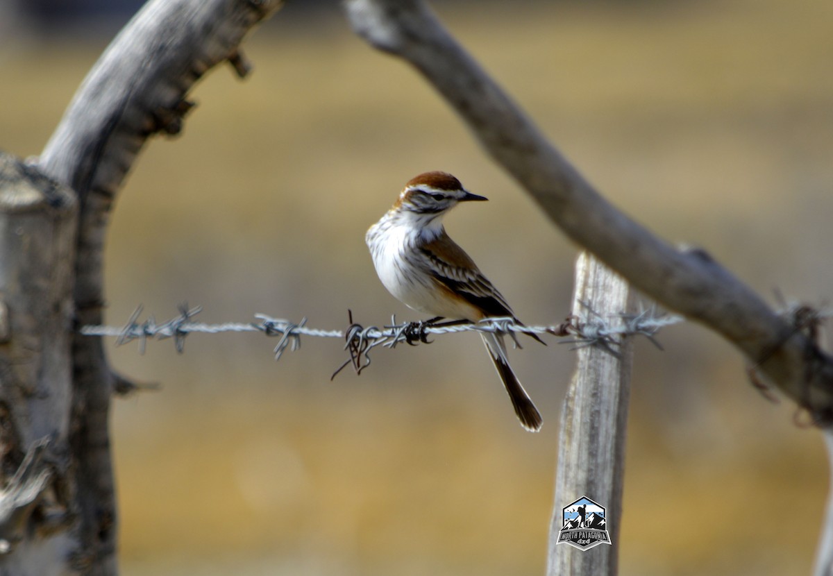 Rusty-backed Monjita - ML642117597
