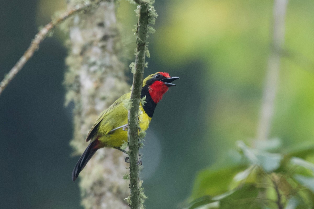 Doherty's Bushshrike - ML642117618