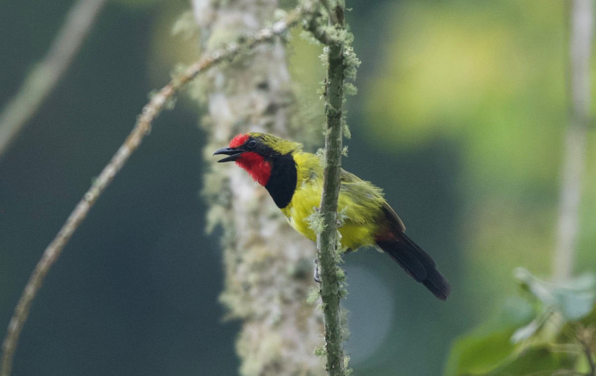 Doherty's Bushshrike - ML642117620