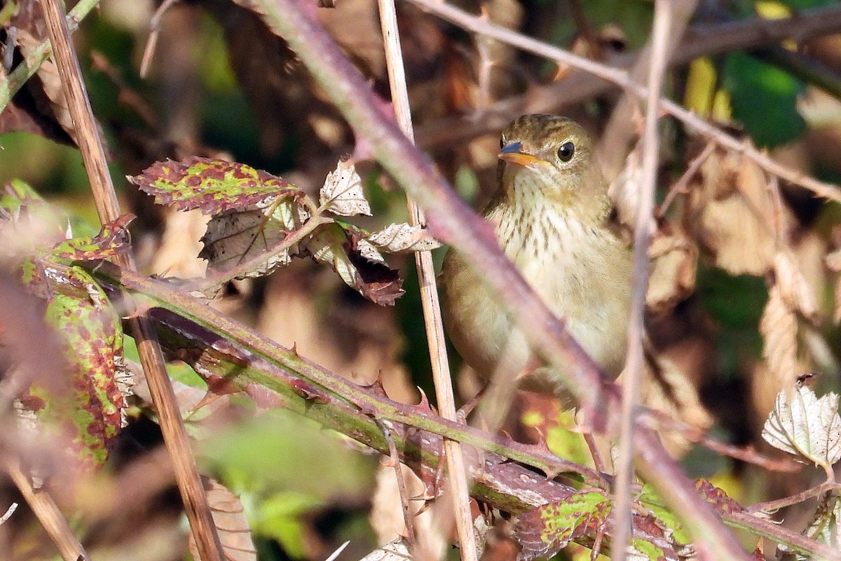 Common Grasshopper Warbler - ML642117630