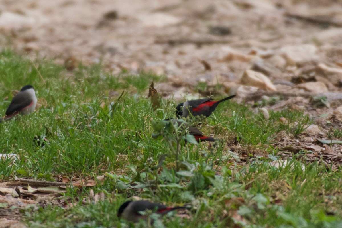 Kandt's Waxbill - ML642117635