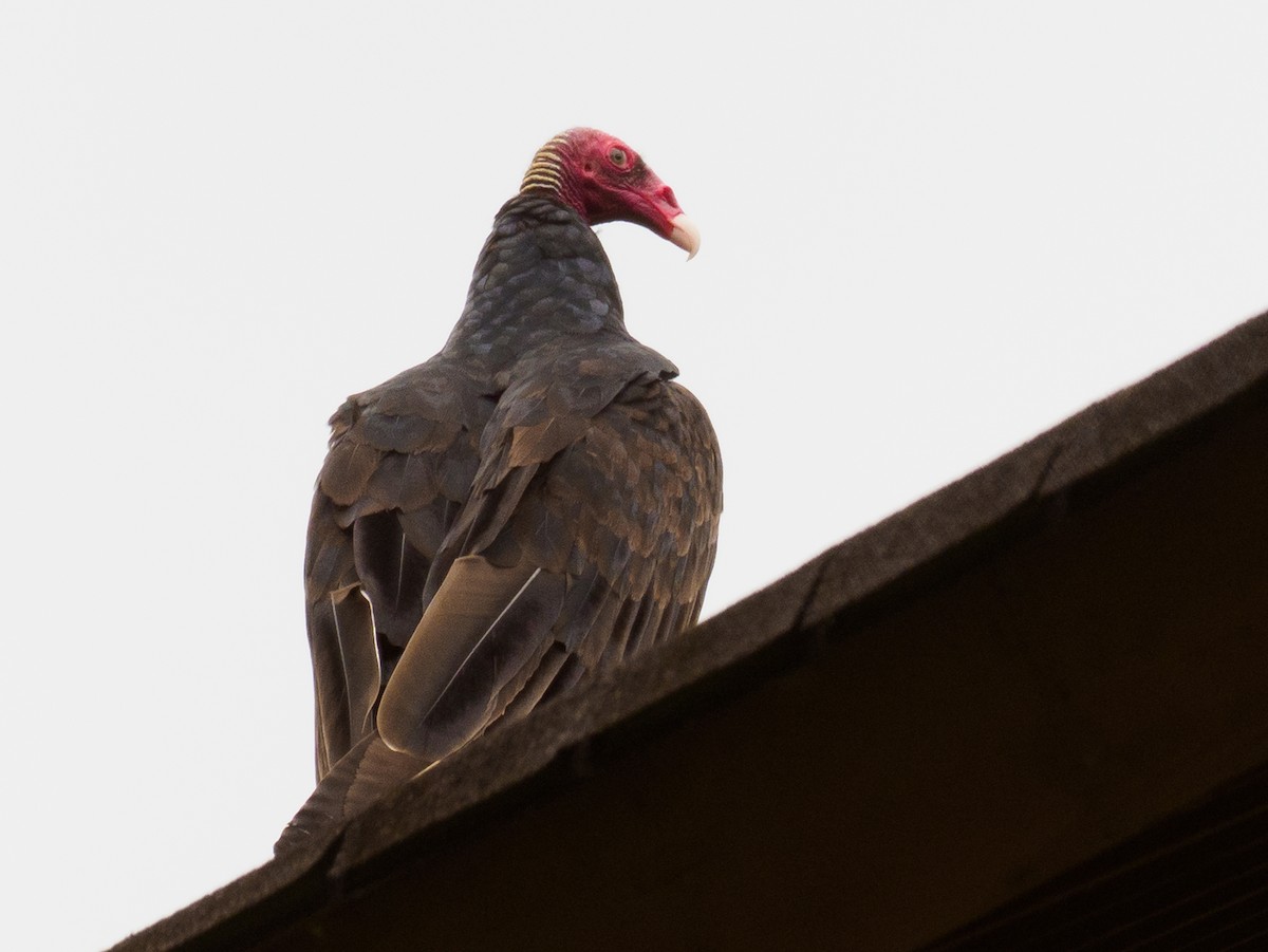 Turkey Vulture - ML642117637