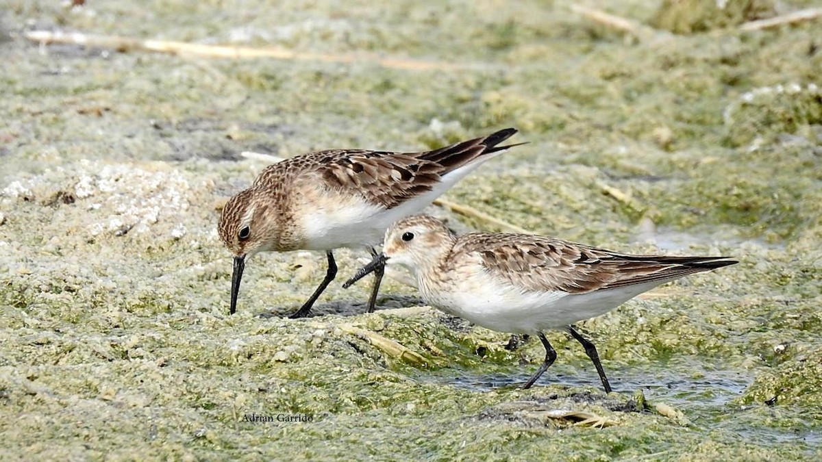 Baird's Sandpiper - ML642117638