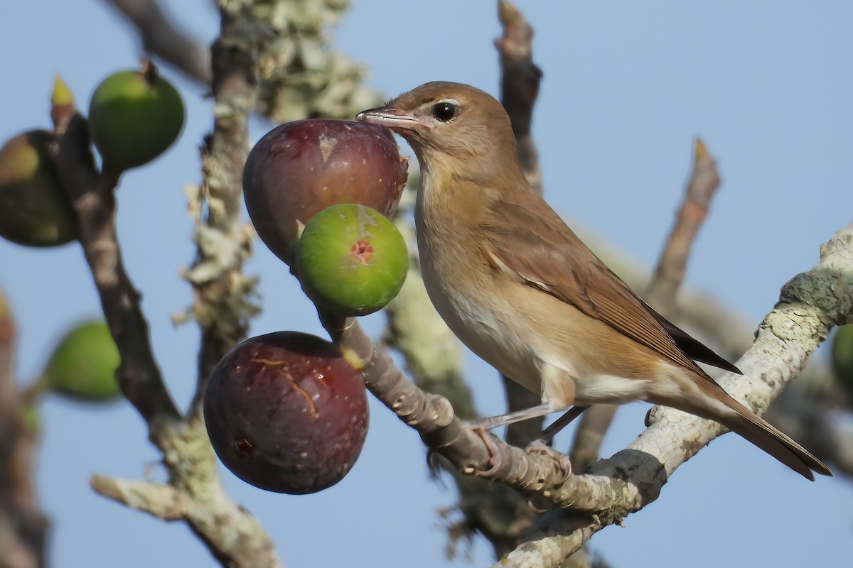 Garden Warbler - ML642117641