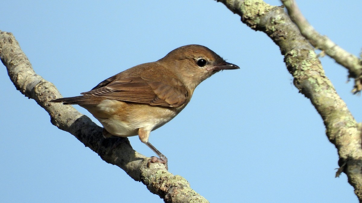 Garden Warbler - ML642117643