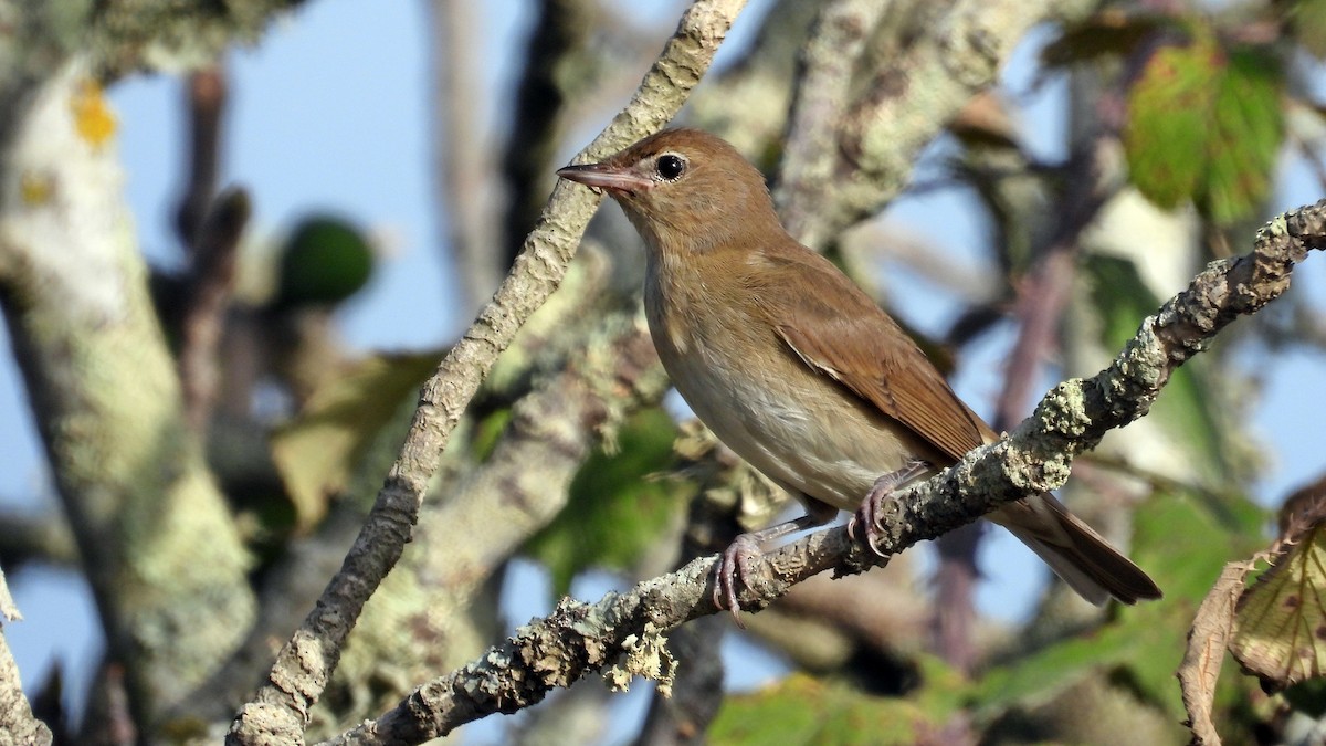 Garden Warbler - ML642117644