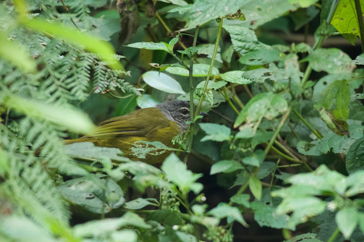 Kikuyu Mountain Greenbul - ML642117653