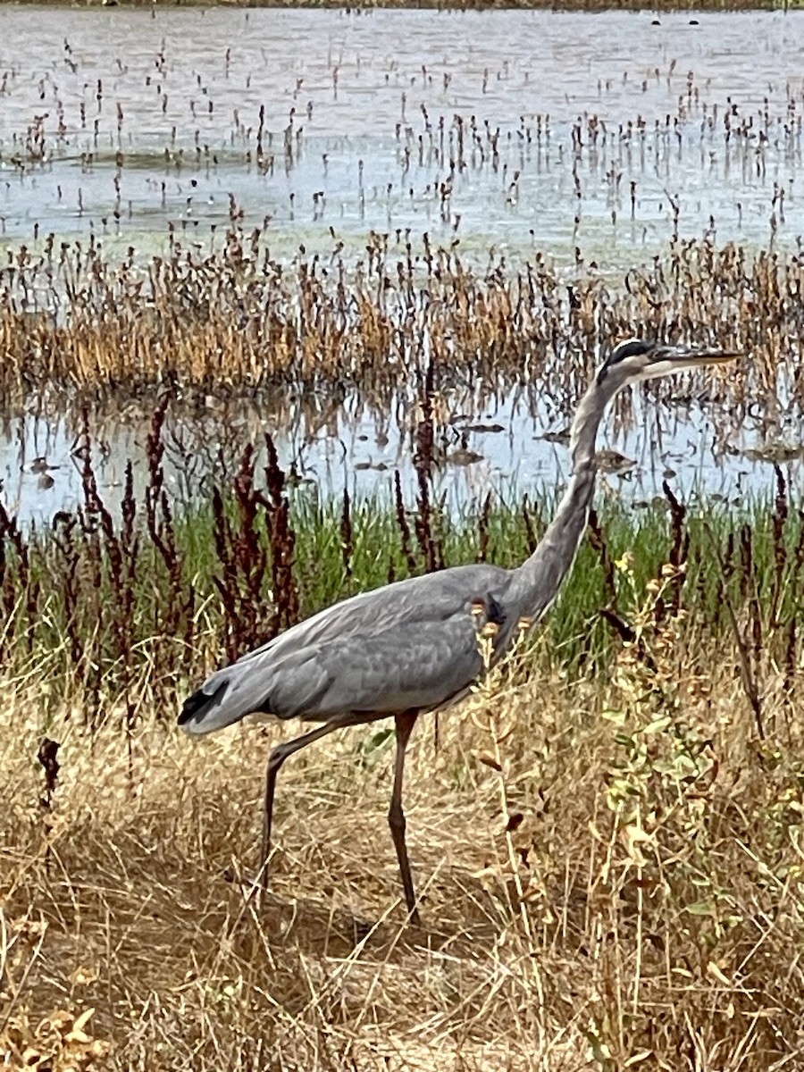 Great Blue Heron - ML642117671