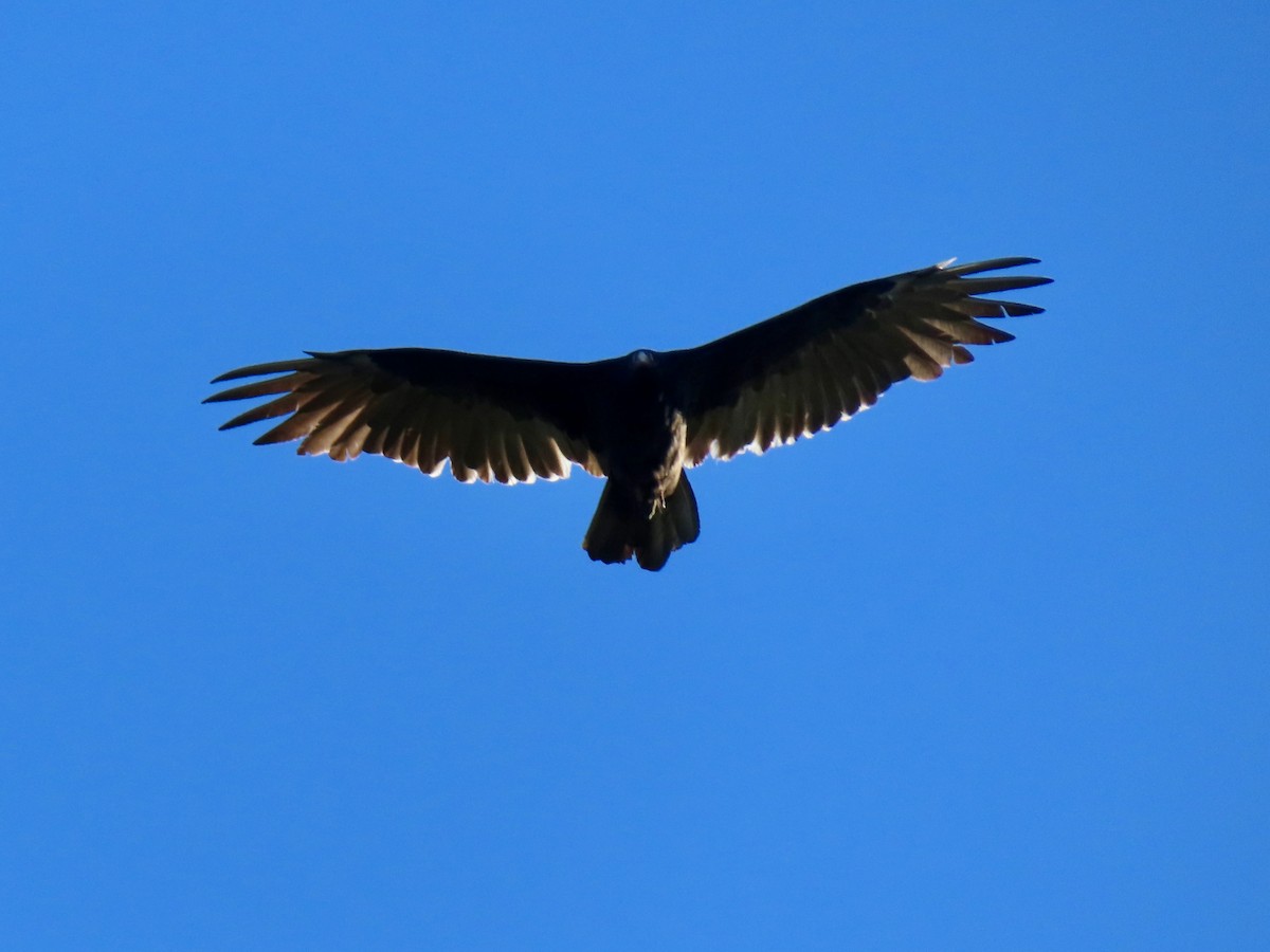 Turkey Vulture - ML642117674
