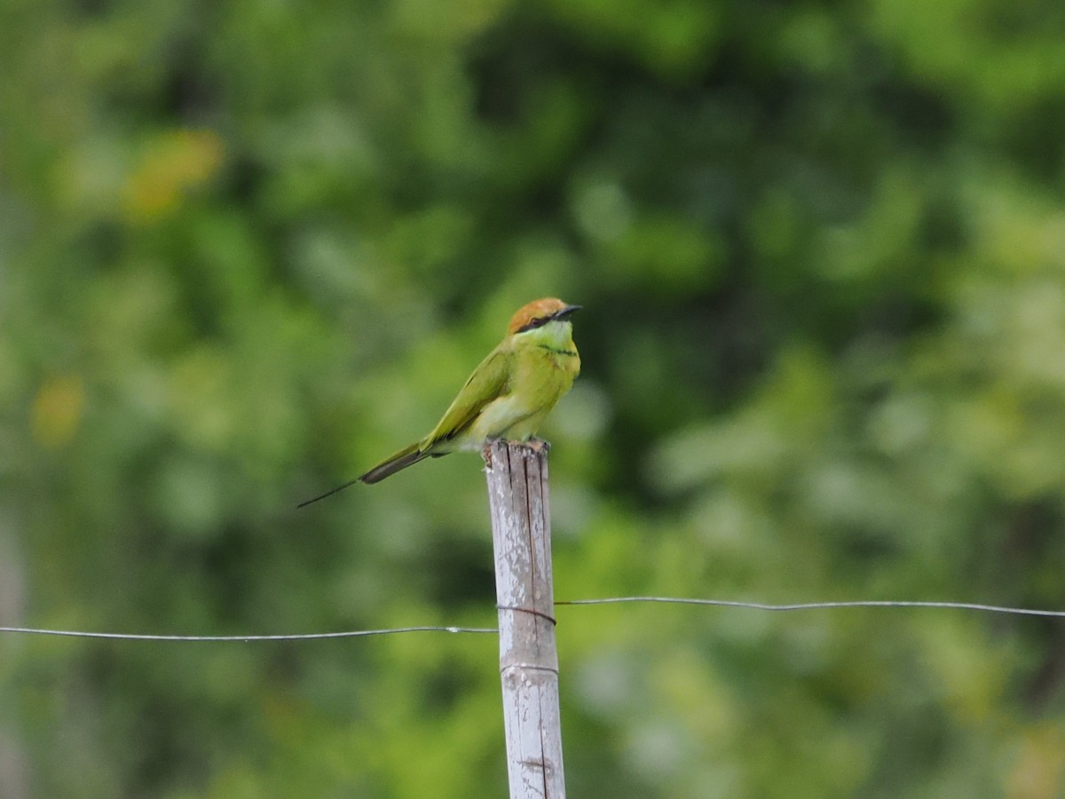 Asian Green Bee-eater - ML642117709