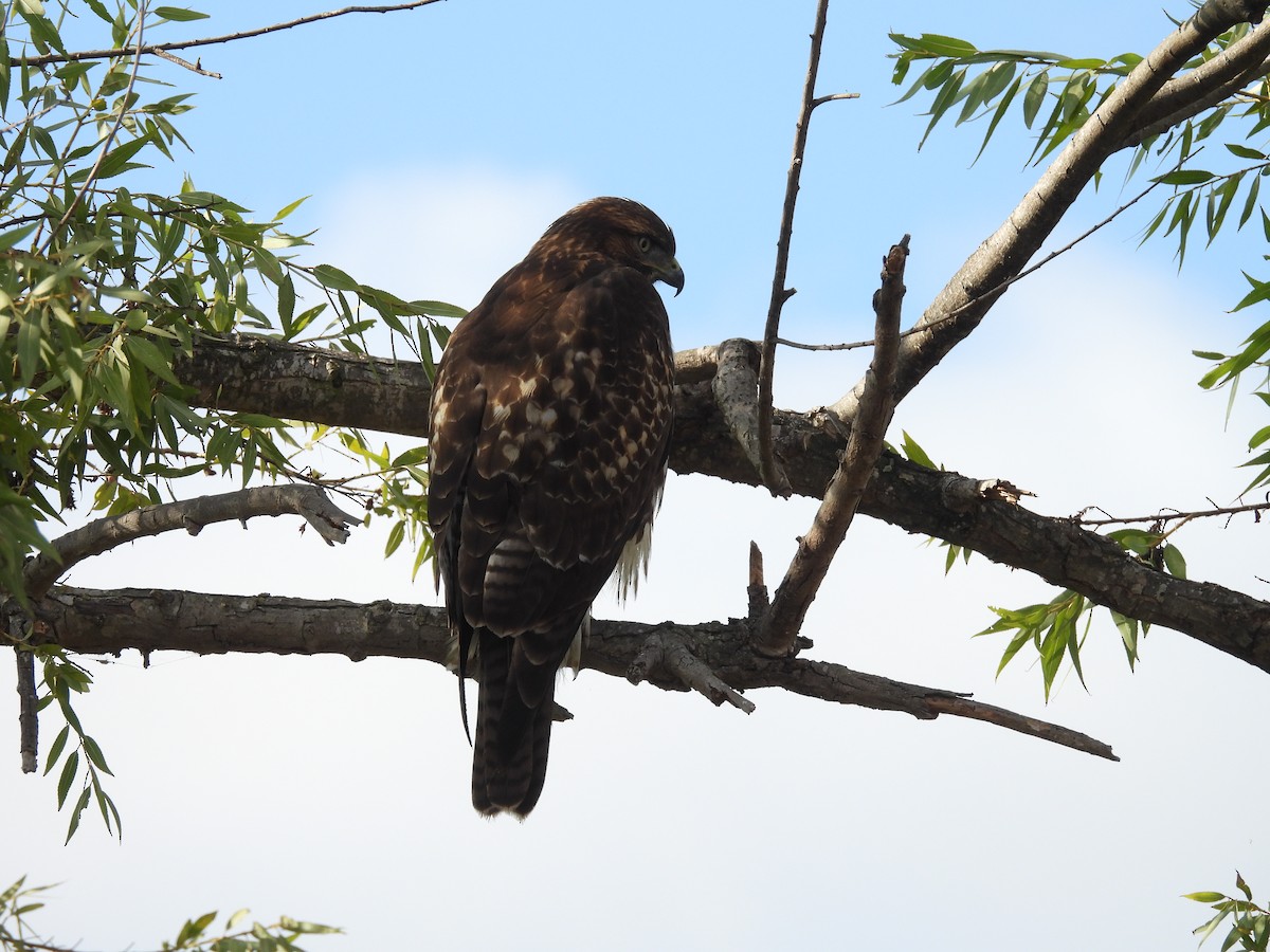 Red-tailed Hawk - ML642117716