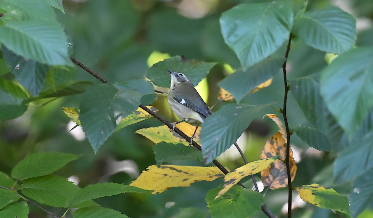Black-throated Blue Warbler - ML642117719