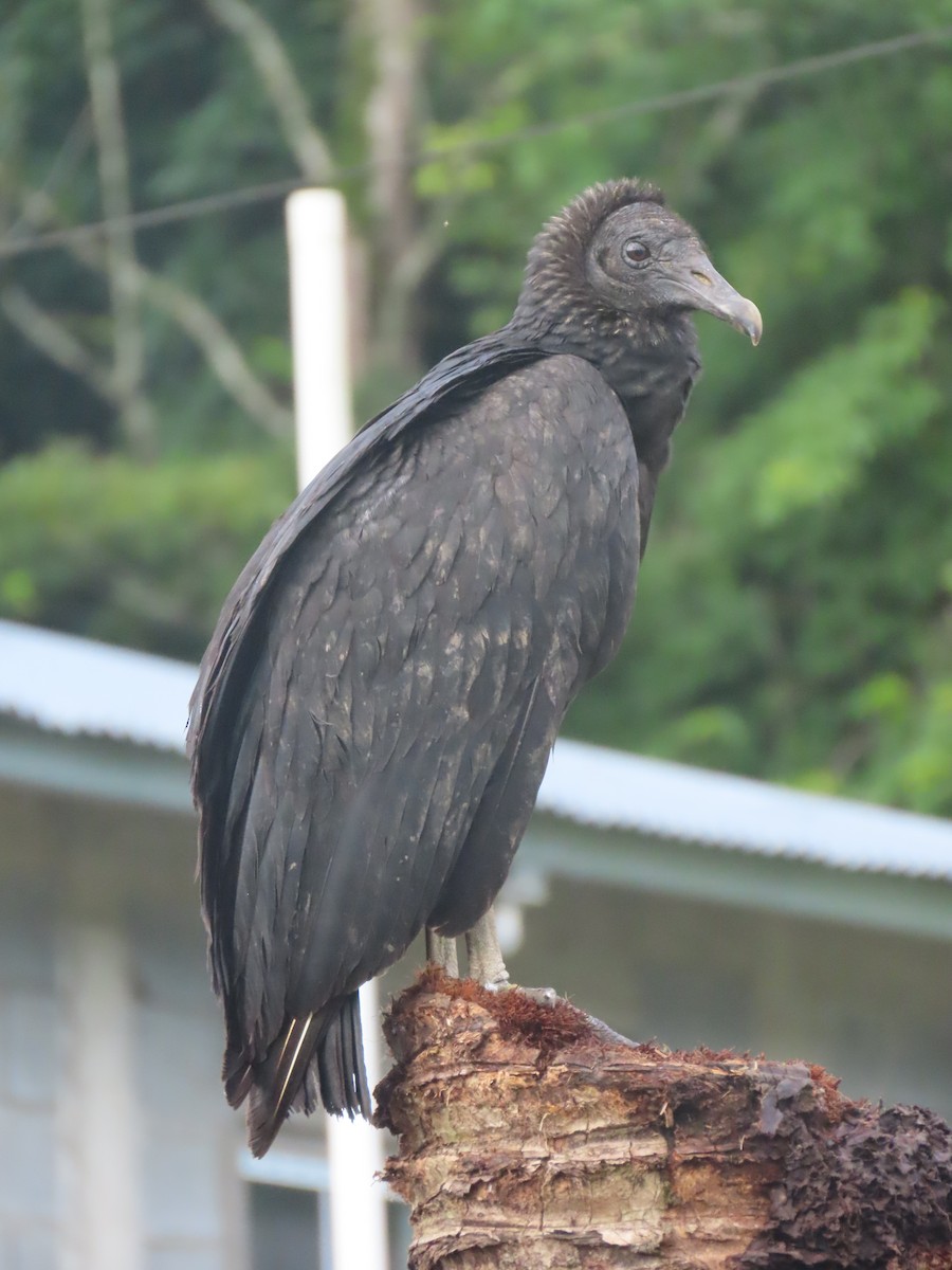 Black Vulture - ML642117723
