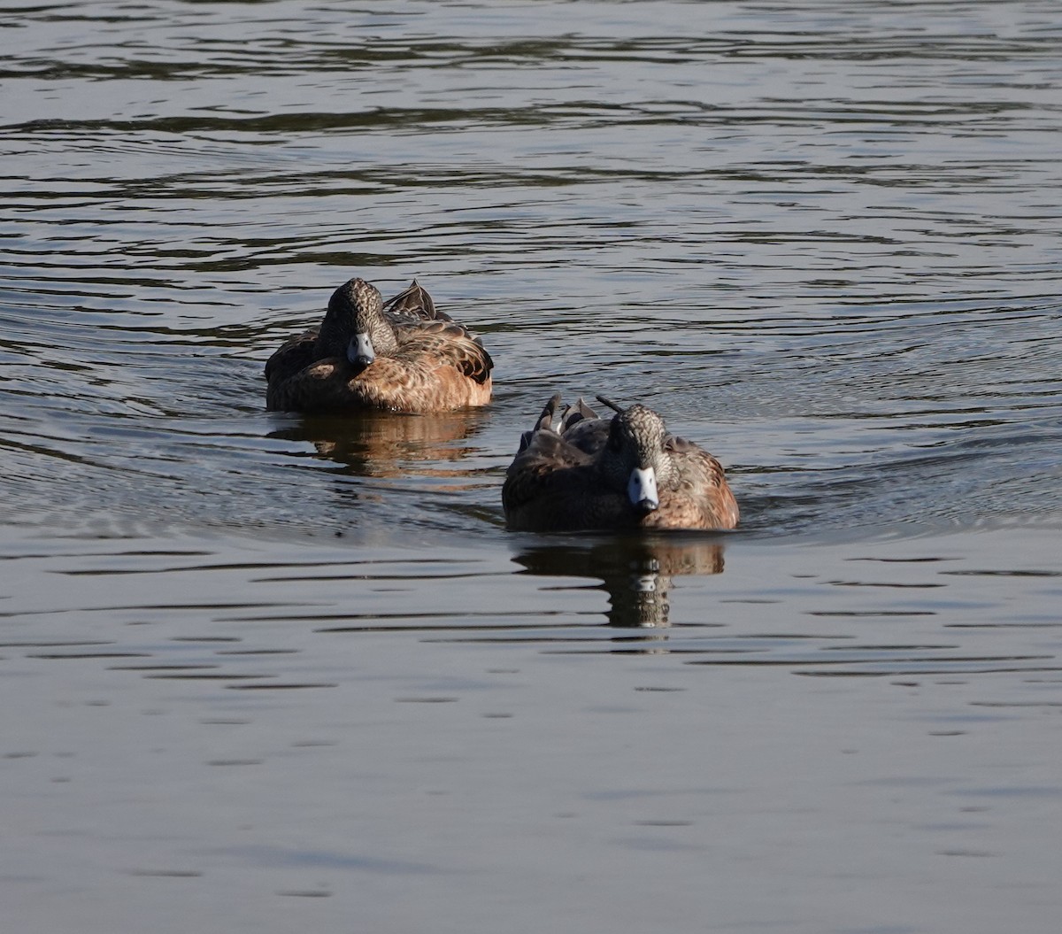 American Wigeon - ML642117724